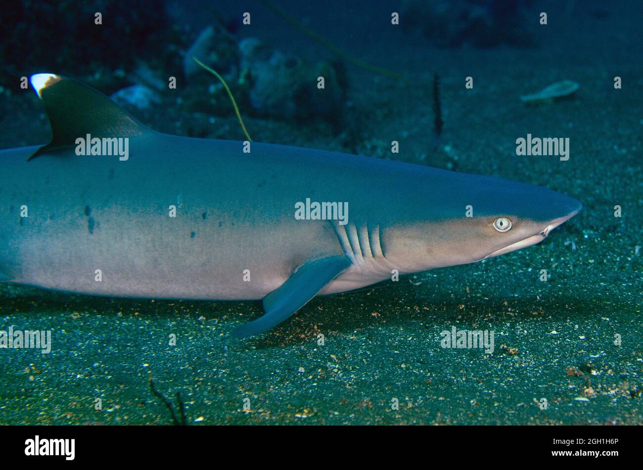 Whitetip Reef Shark (Triaenodon obesus), Liberty Wreck dive site, Tulamben, Karangasem Regency, Bali, Indonesia, Indian Ocean. Stock Photo