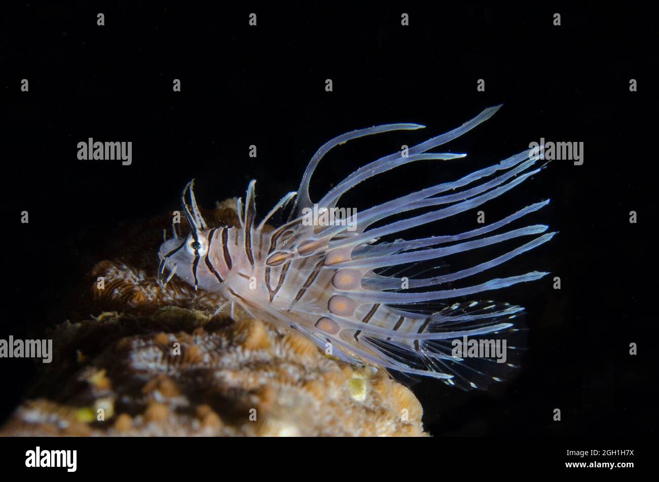 Juvenile Common Lionfish (Pterois volitans) with long fin filaments, Ghost Bay dive site, Amed, Karangasem Regency, Bali, Indonesia, Indian Ocean. Stock Photo