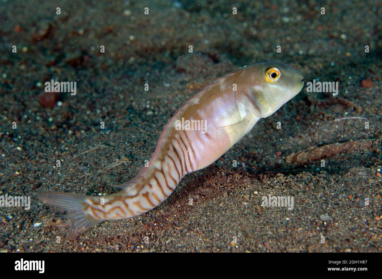 Collared Razorwrasse (Cymolutes torquatus), I Love Amed dive site, Amed, Karangasem Regency, Bali, Indonesia, Indian Ocean. Stock Photo
