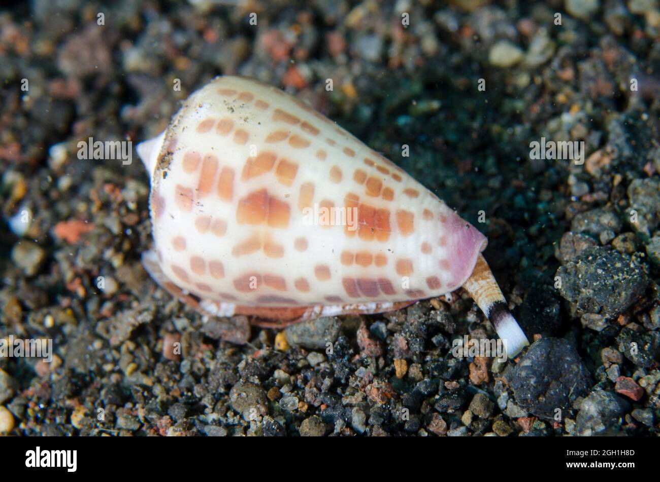 Tesselate Cone Shell (Conus tessulatus), Uyah Hotel dive site, Amed, Karangasem Regency, Bali, Indonesia, Indian Ocean. Stock Photo