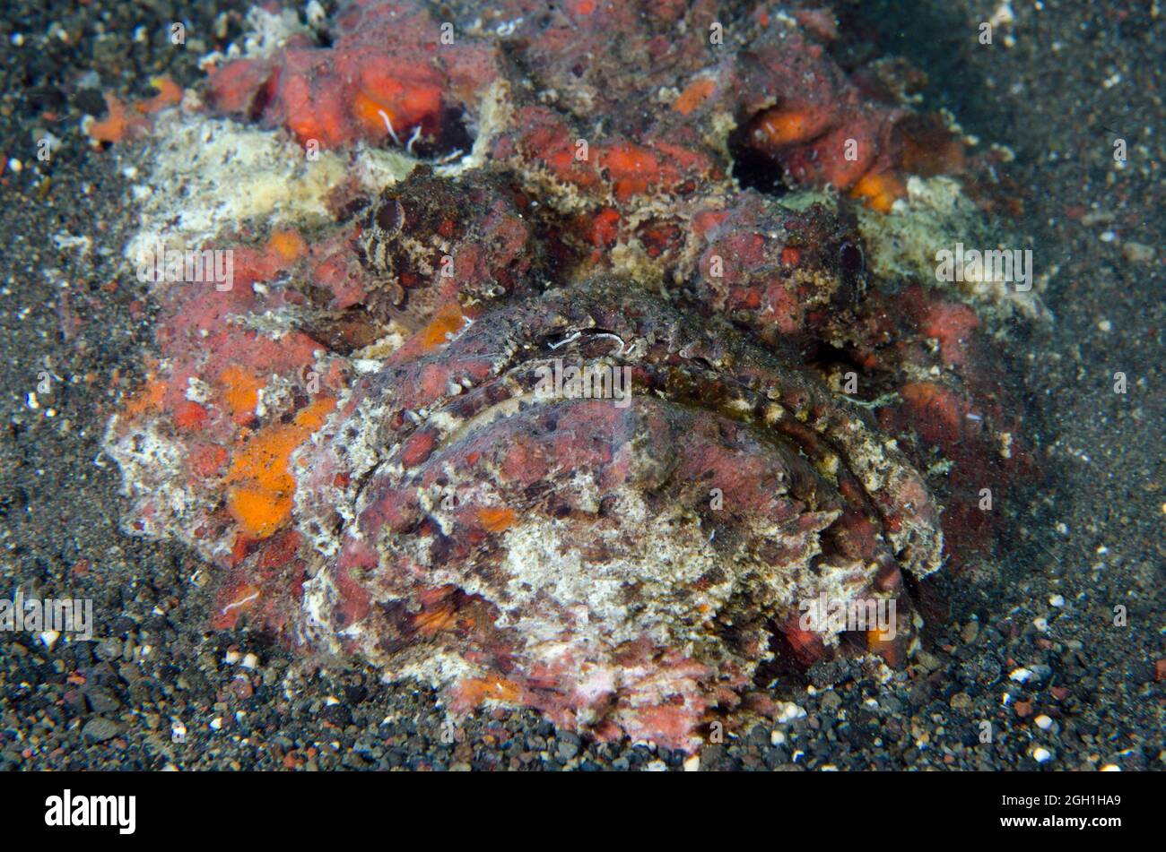 Reef Stonefish (Synanceia verrucosa) buried in sand, Pyramids dive site, Amed, Karangasem Regency, Bali, Indonesia, Indian Ocean. Stock Photo