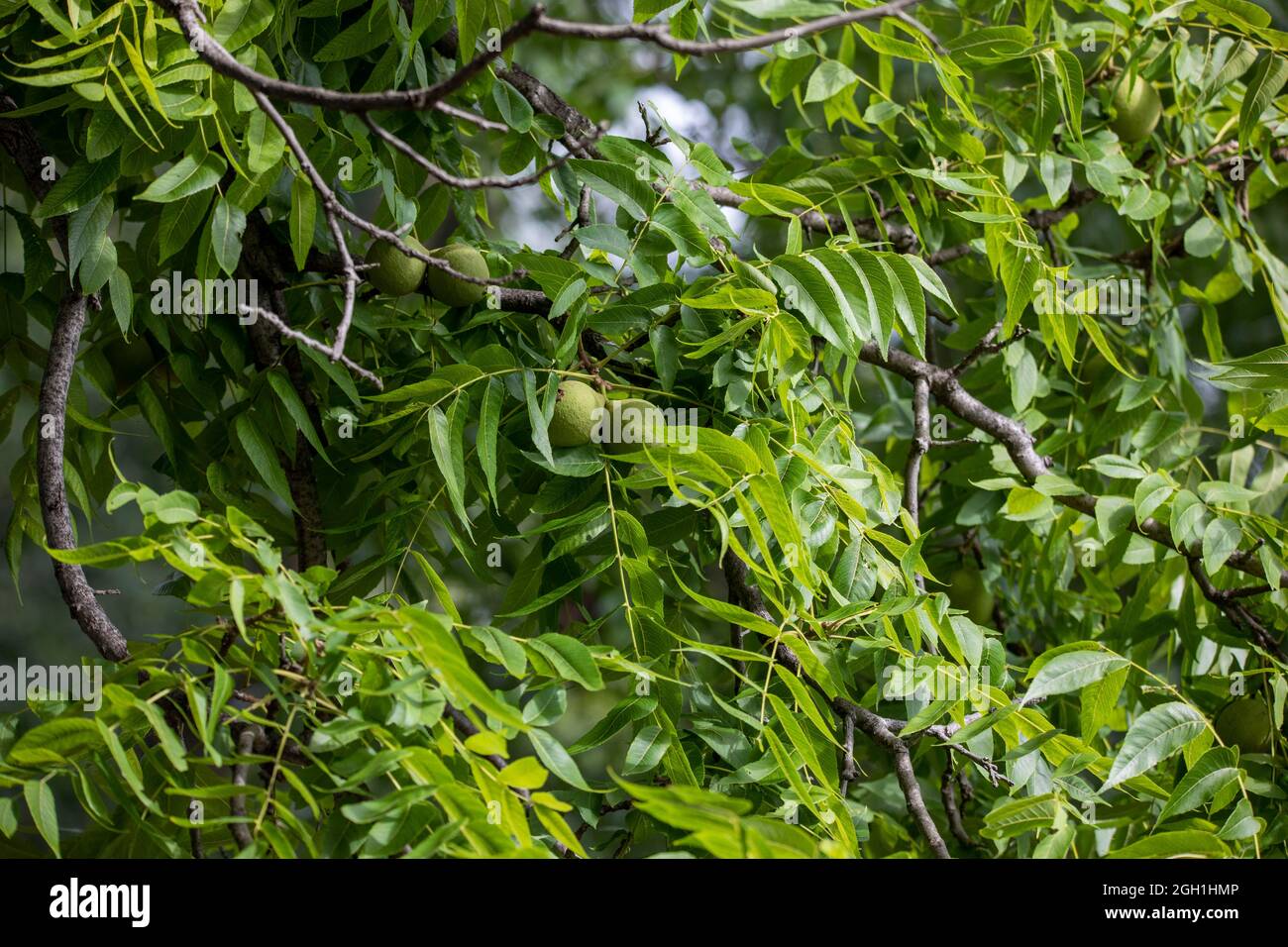 The eastern American black walnut (Juglans nigra ) is native to North