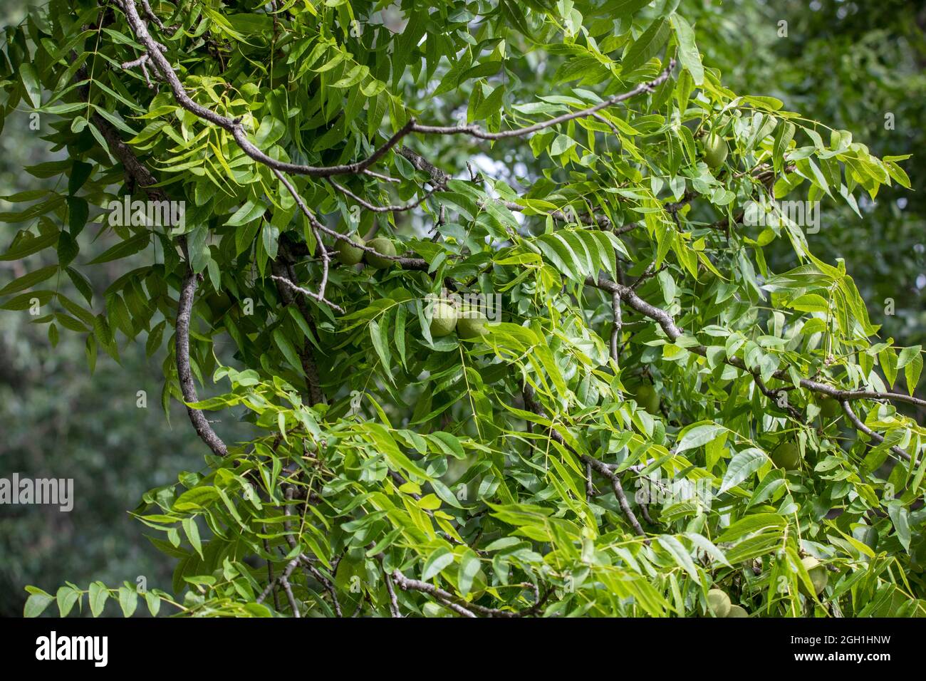 The eastern American black walnut (Juglans nigra ) is native to North