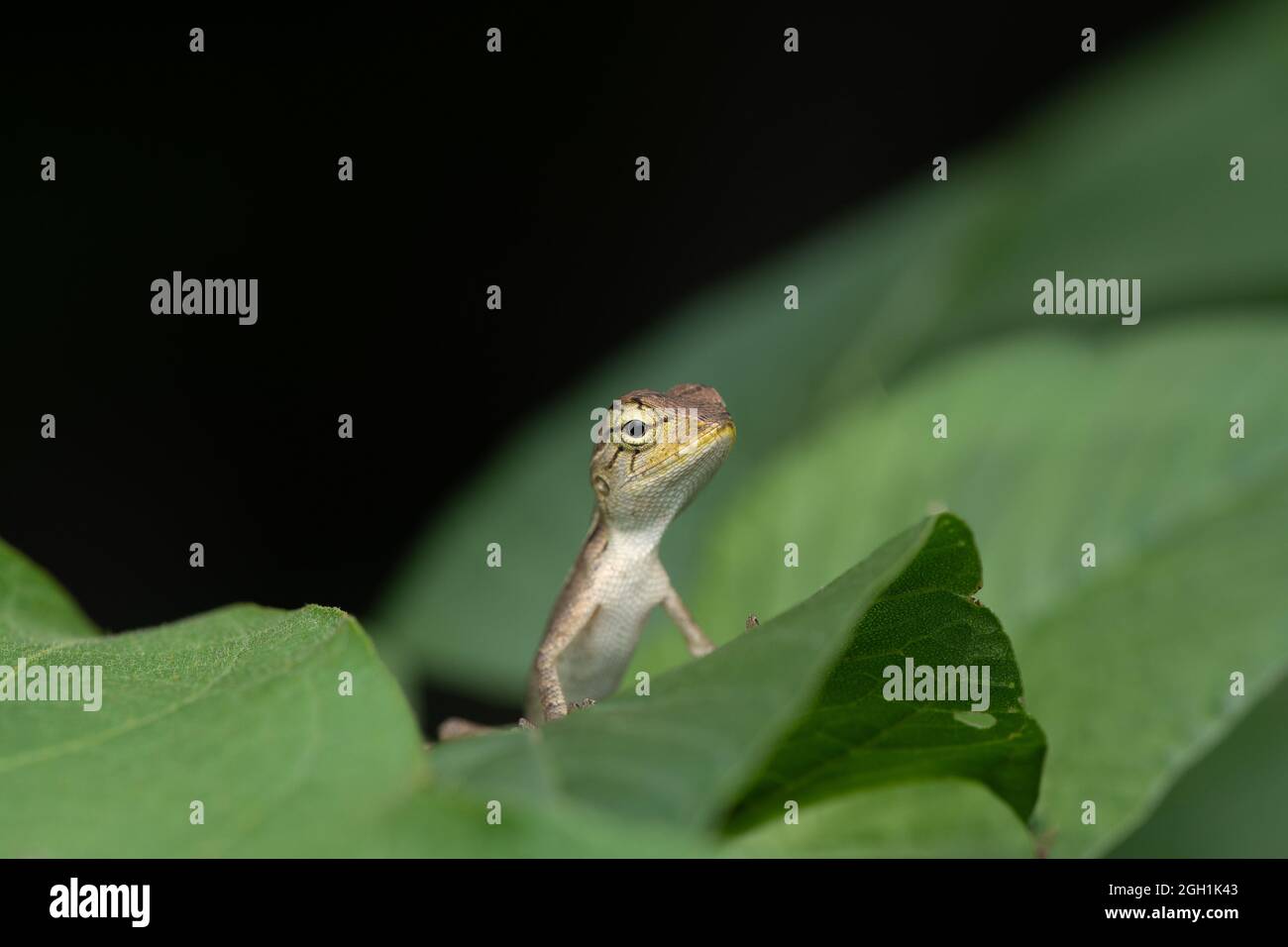 one Oriental garden lizard (female) on leaf on house garden Stock Photo