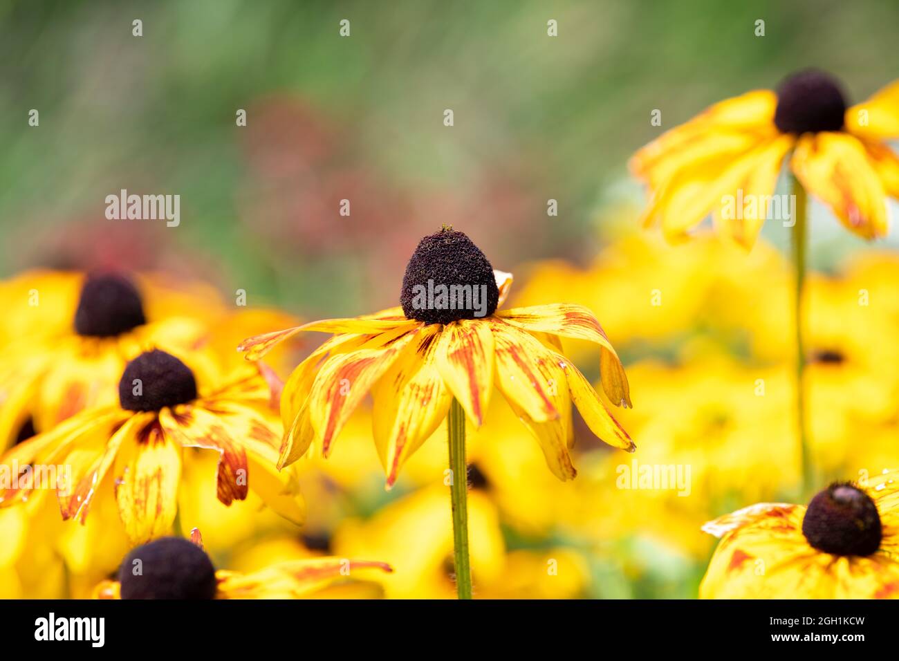 Black-eyed Susan flowers in bloom with a green background Stock Photo