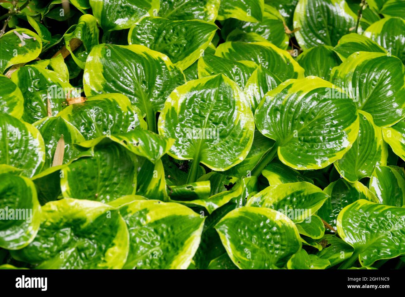 Hosta Ice Cream, Dark green center, and complimentary goldgreen margin