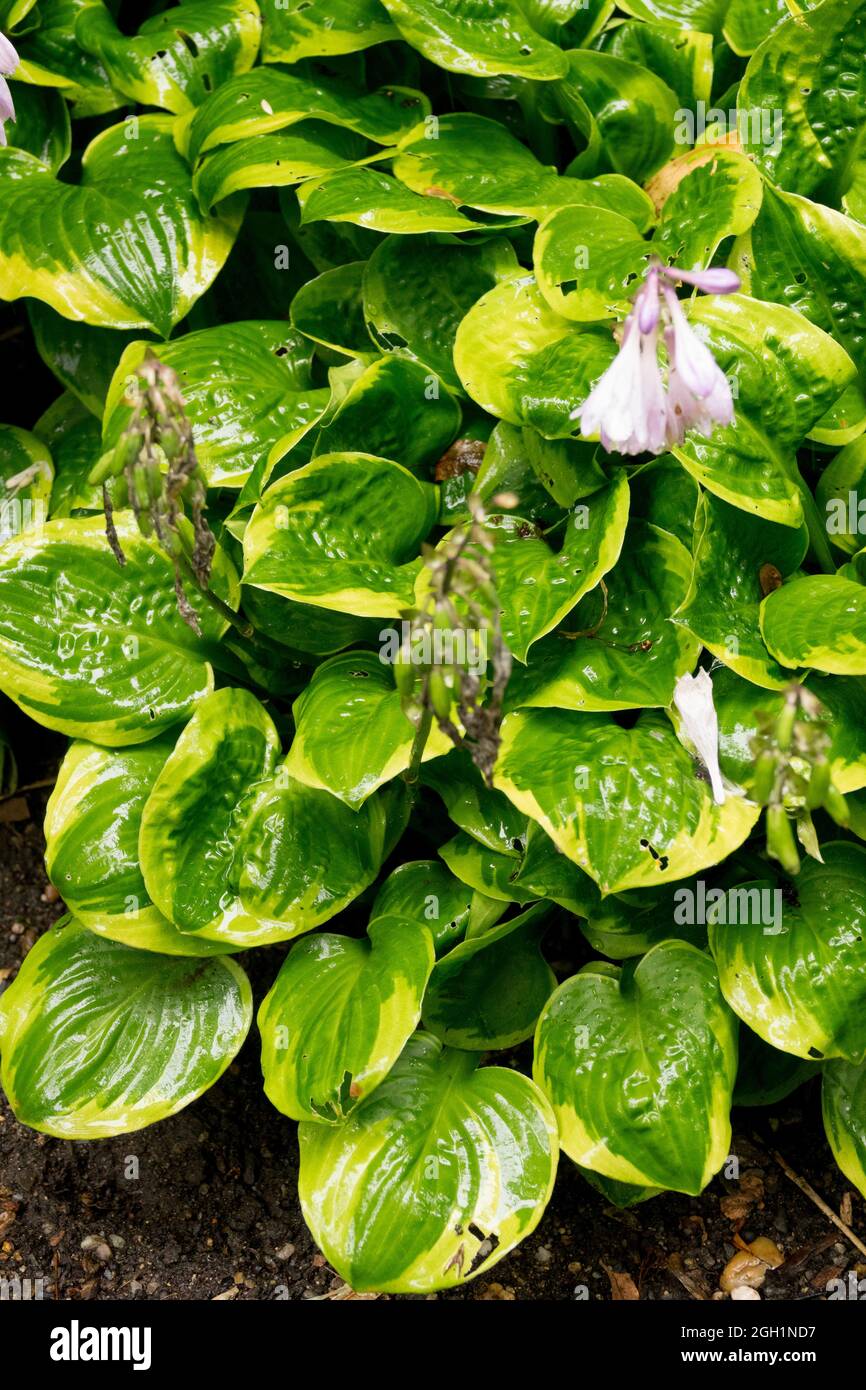 Hosta ice and cream hires stock photography and images Alamy