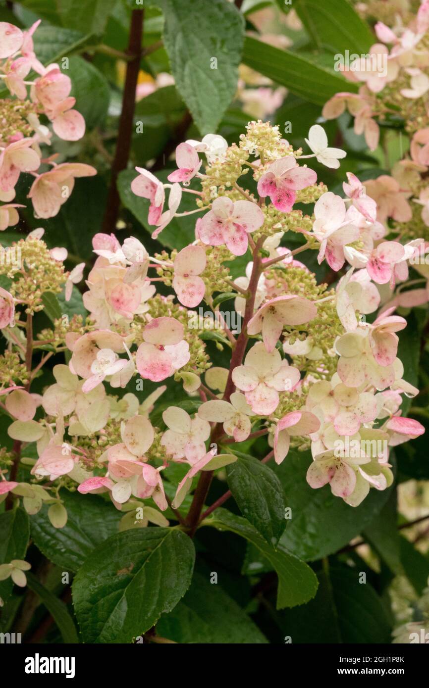 Flower Hydrangea paniculata Wims Red Stock Photo