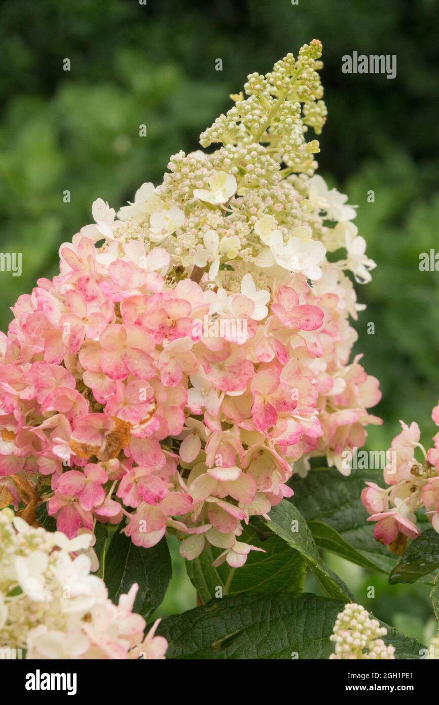 Hydrangea paniculata 'Pinky Winky' Stock Photo Alamy
