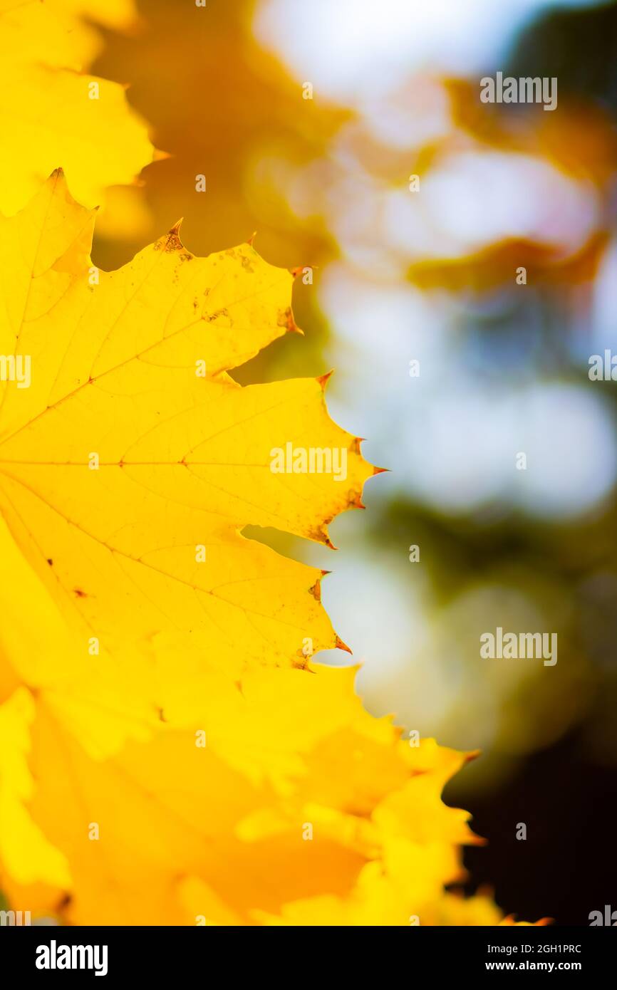 Maple leaves on branch. Colorful autumn maple leaves on a tree branch ...