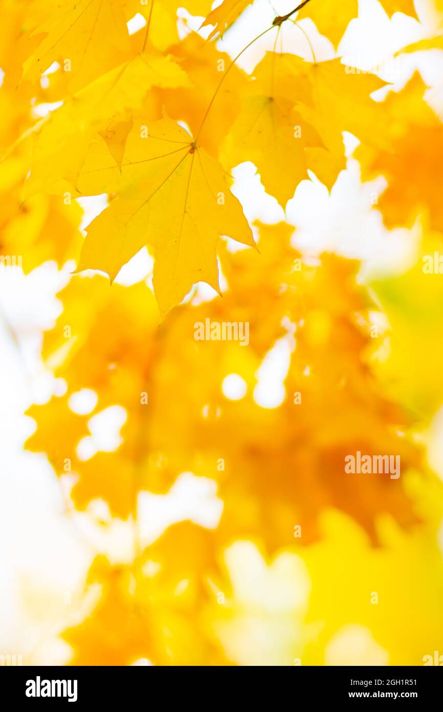 Autumn leaves. Abstract autumn nature background with maple tree leaves ...