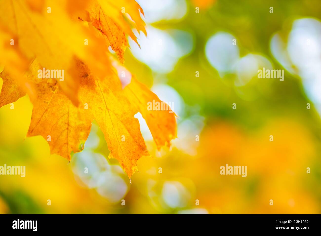 Autumn leaves. Abstract autumn nature background with maple tree leaves ...