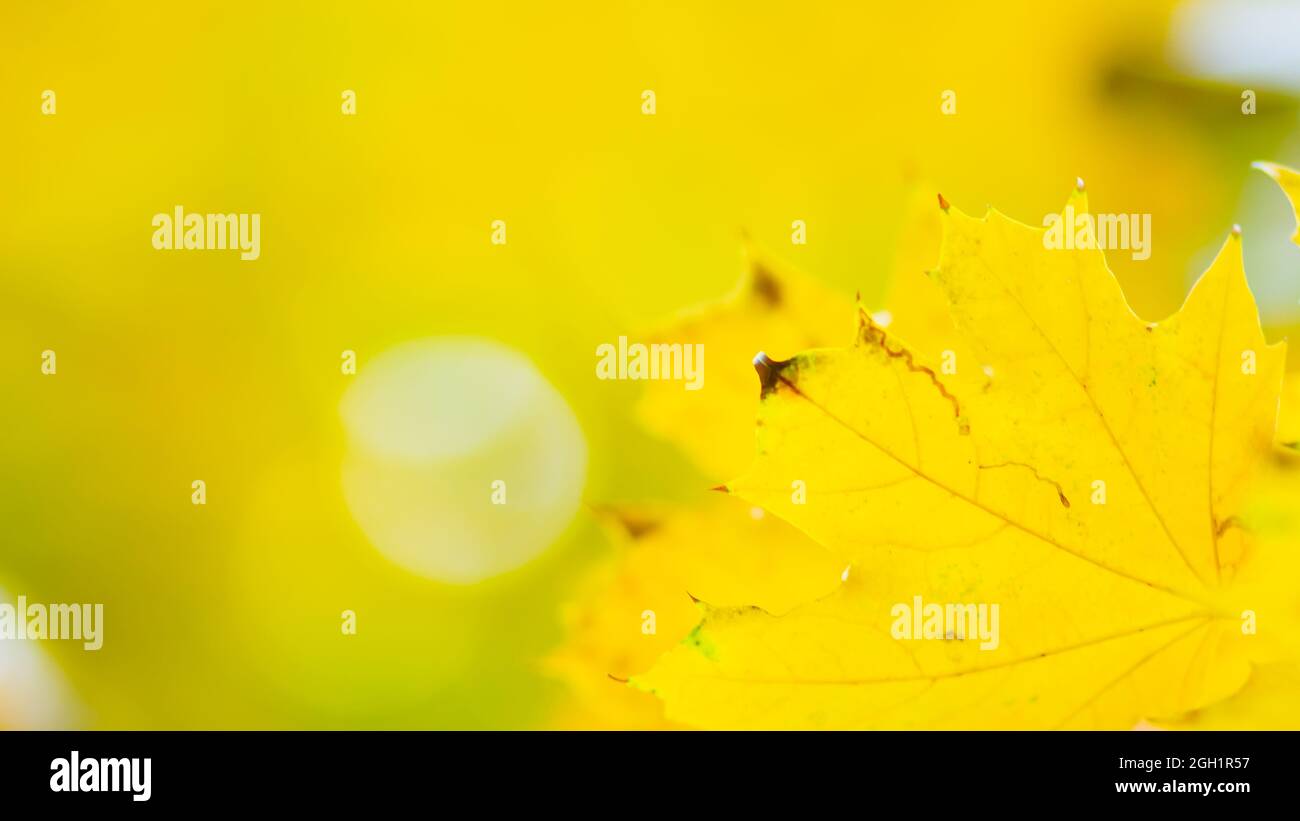 Autumn leaves. Abstract autumn nature background with maple tree leaves ...