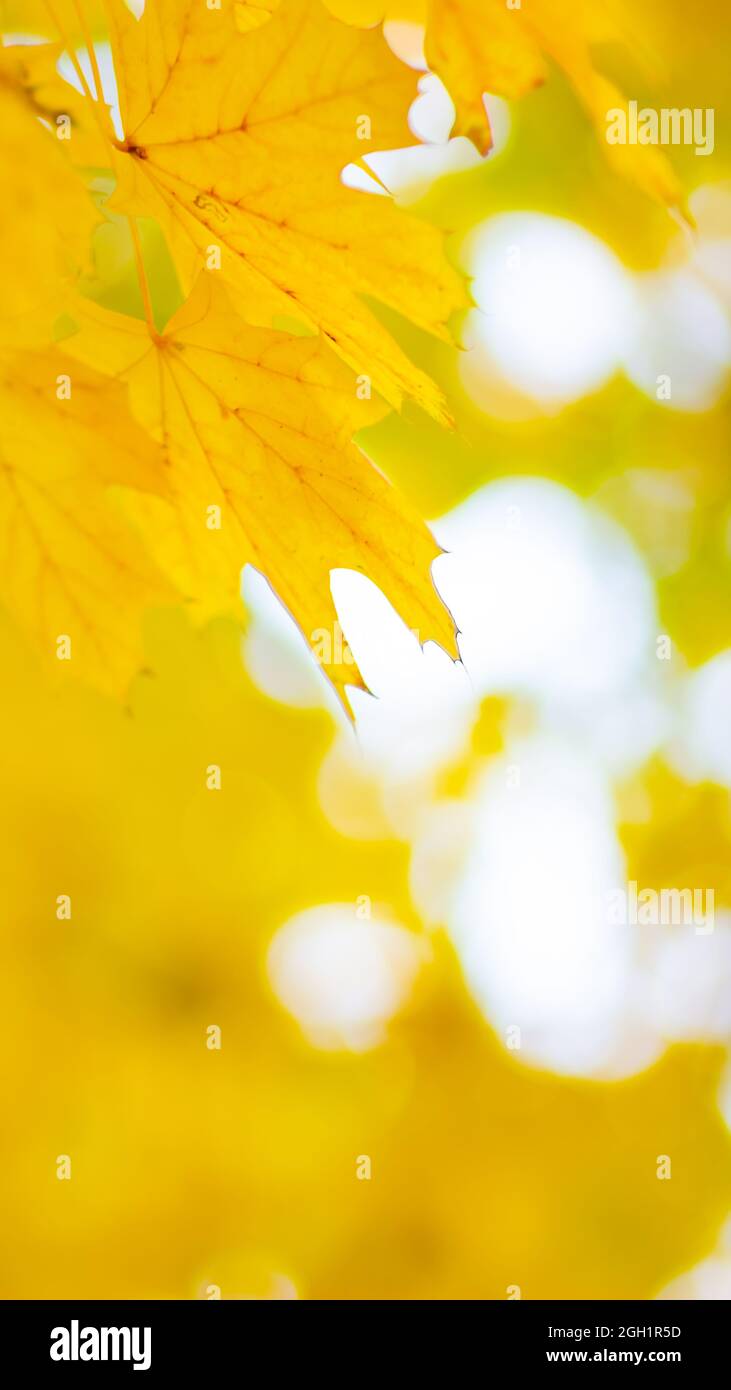 Autumn leaves. Abstract autumn nature background with maple tree leaves ...