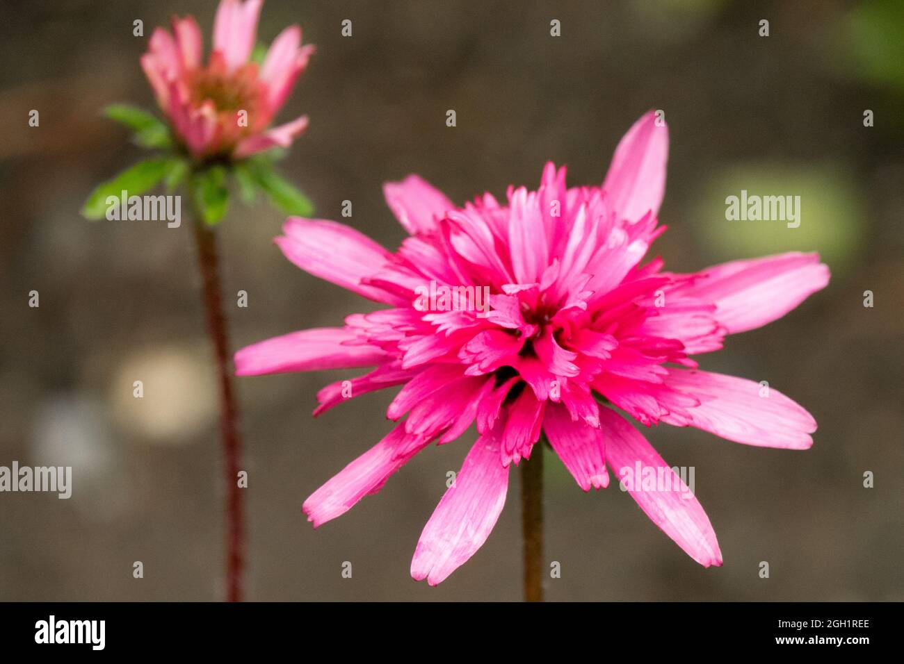 Pink flowers Coneflower Echinacea 'Mini Belle' Stock Photo