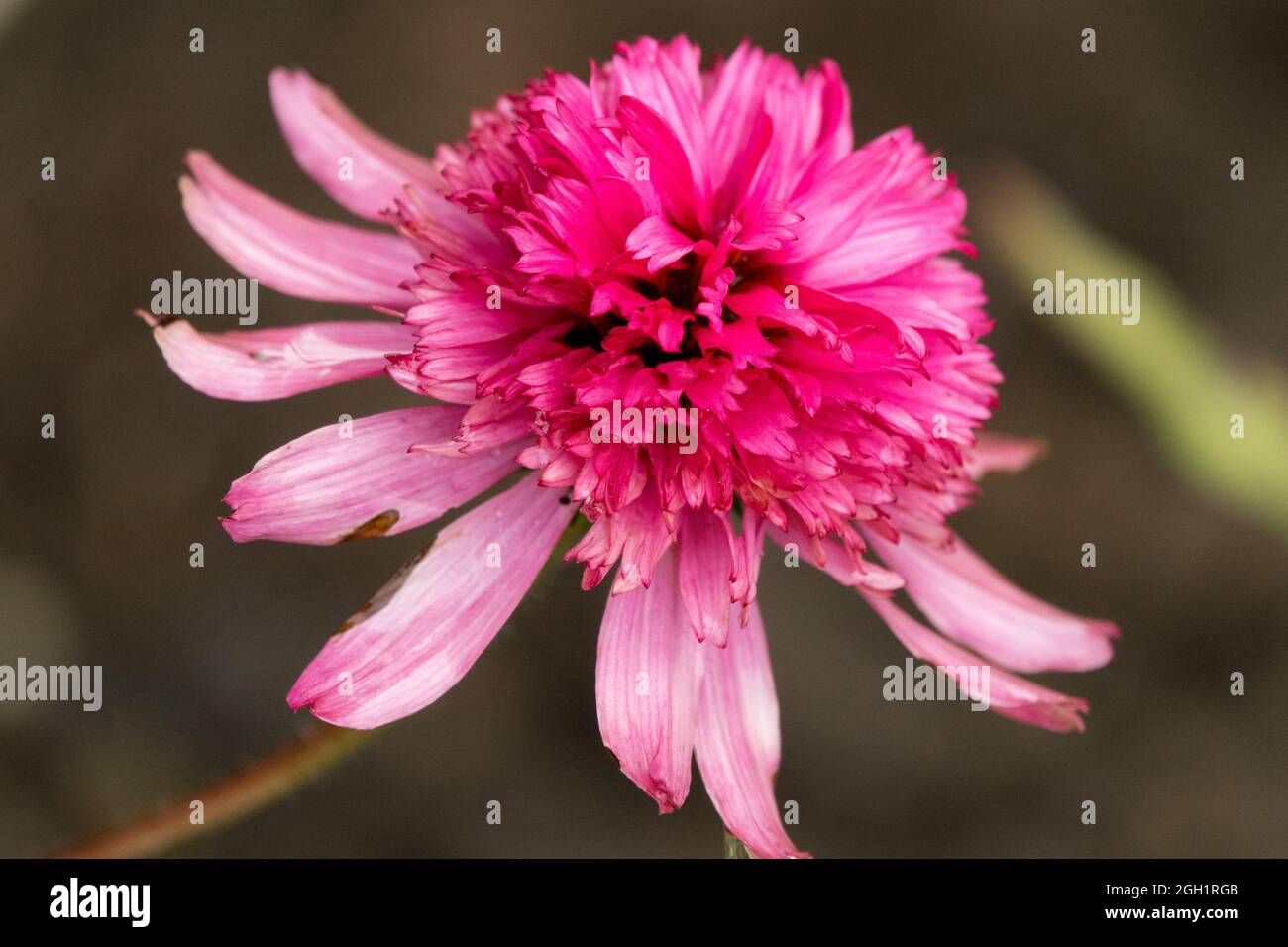 Pink flower plant Coneflower Echinacea 'Mini Belle' Stock Photo