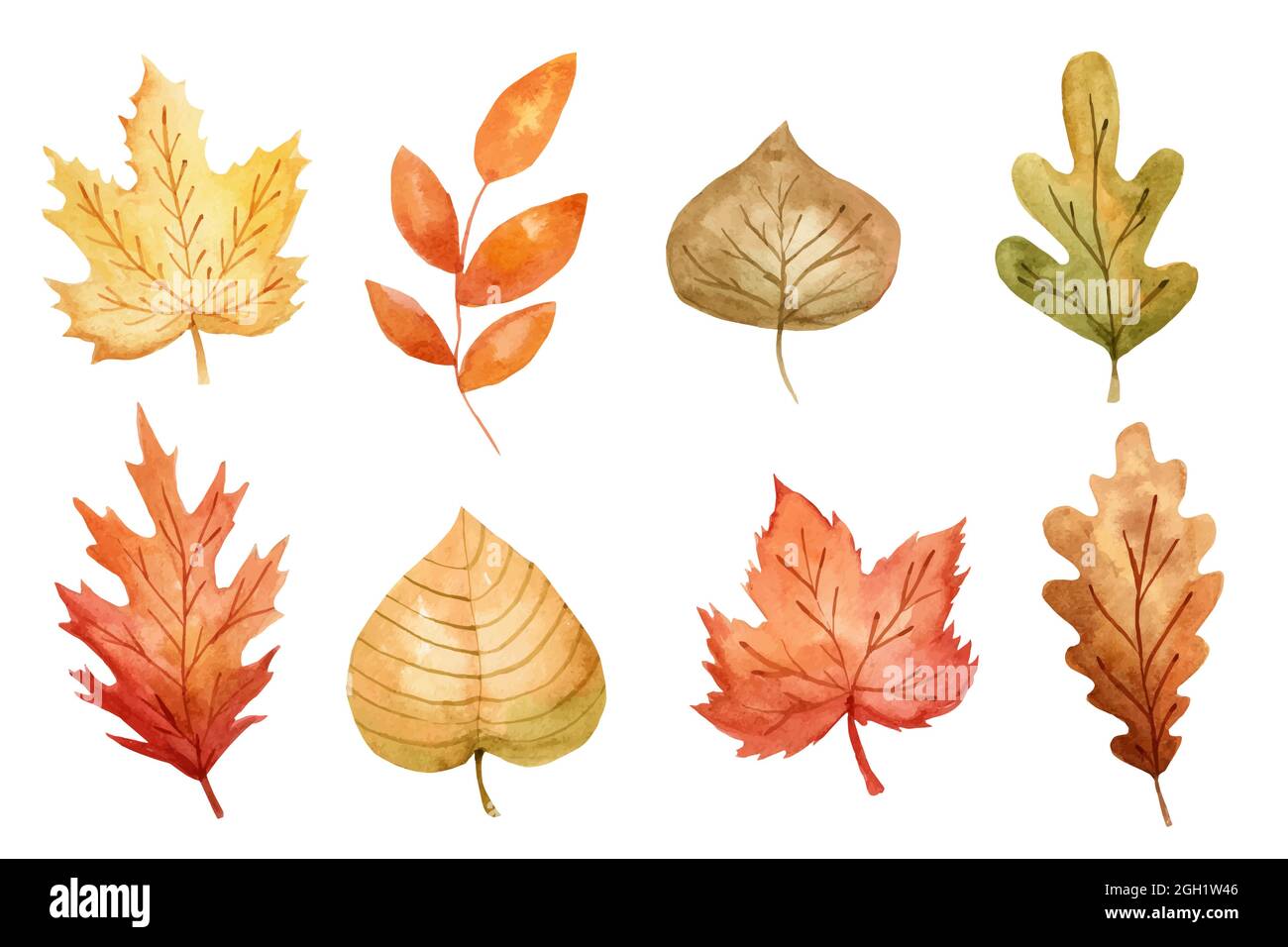 Watercolor autumn leaves set Vector illustration Stock Vector Image ...
