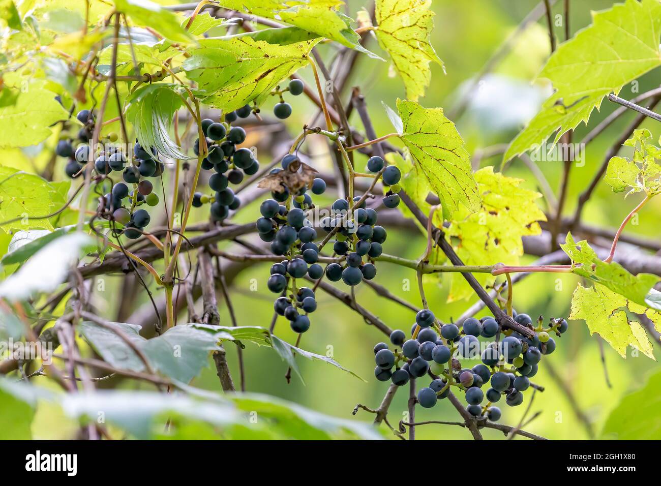 The Wild Grape Vine ,Vitis riparia on a river bank in Wisconsin Stock Photo