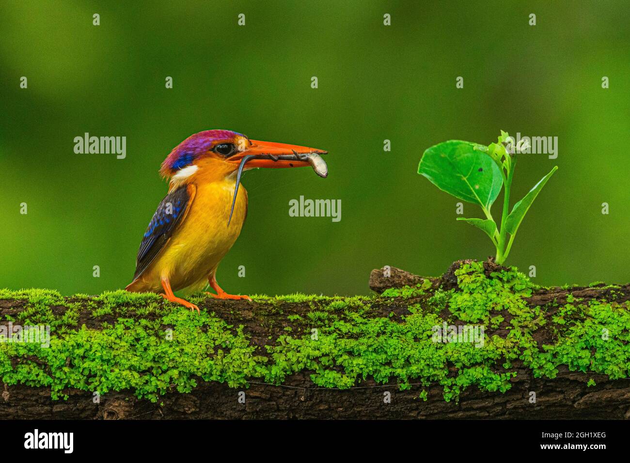 Oriental Dwarf Kingfisher Stock Photo