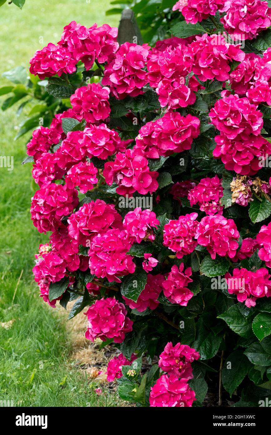 Red Hydrangea 'Magical Ruby Red' garden flowers Stock Photo