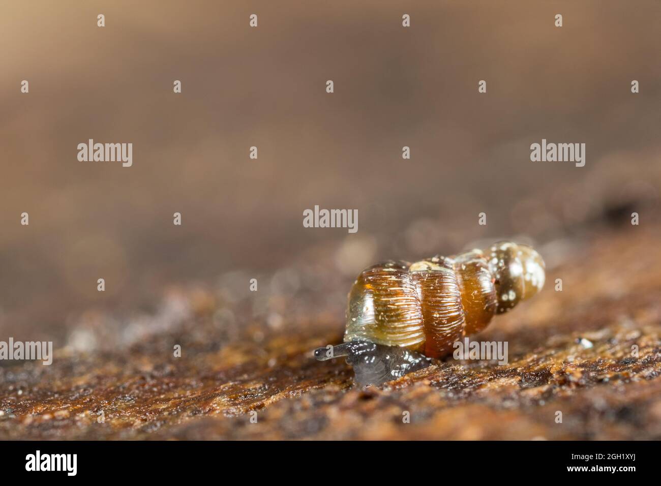 Whorl snail (Vertiginidae sp) Stock Photo