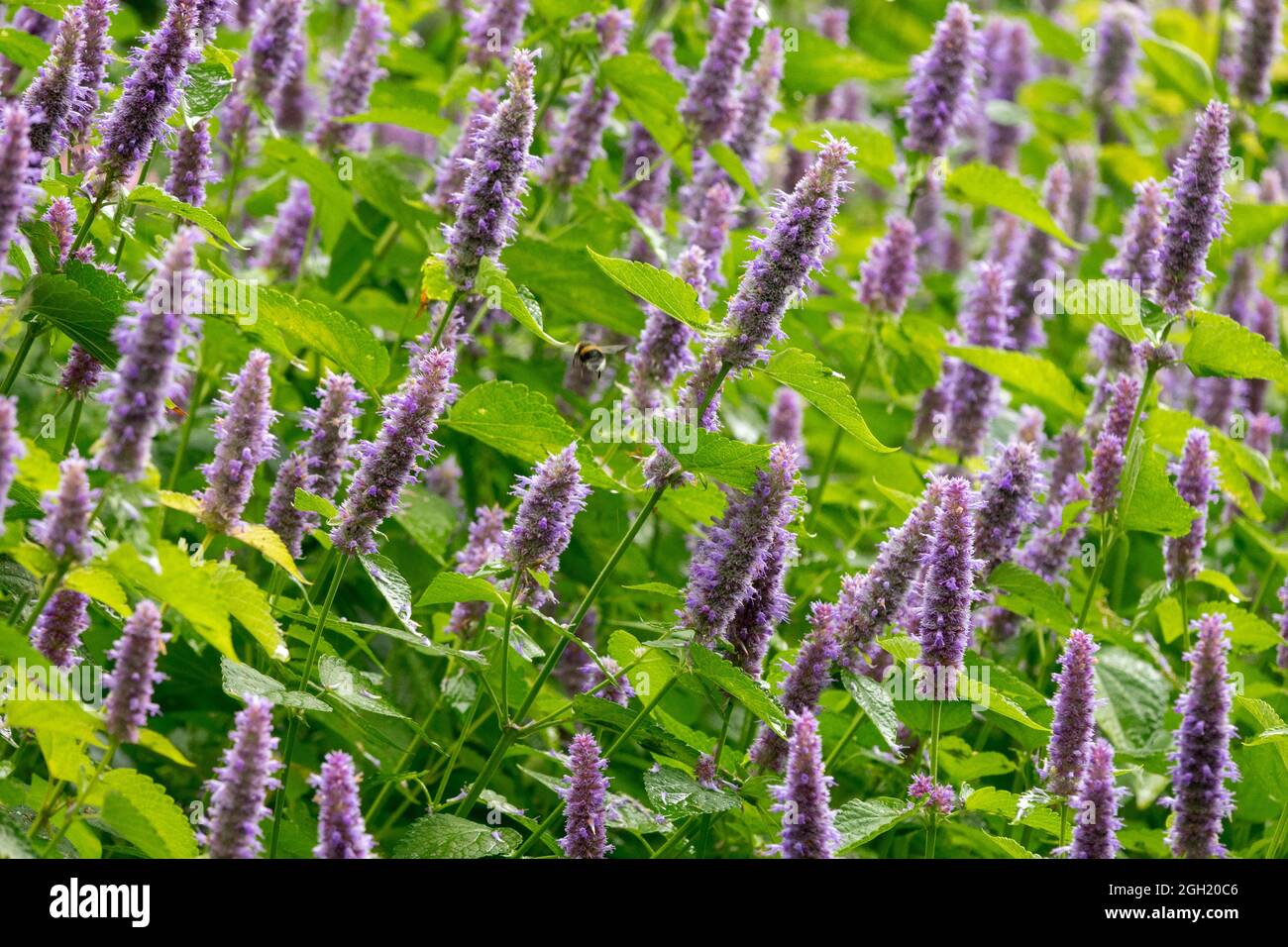 Agastache foeniculum  Anise Hyssop flowers Stock Photo