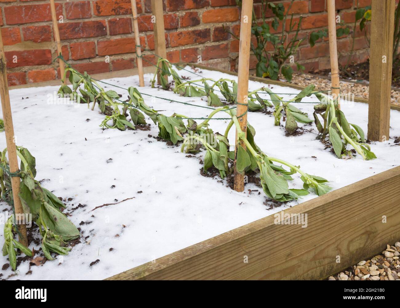 Frost damage on vegetable plants in a garden, frost damaged vegetables (broad beans) in winter, UK Stock Photo