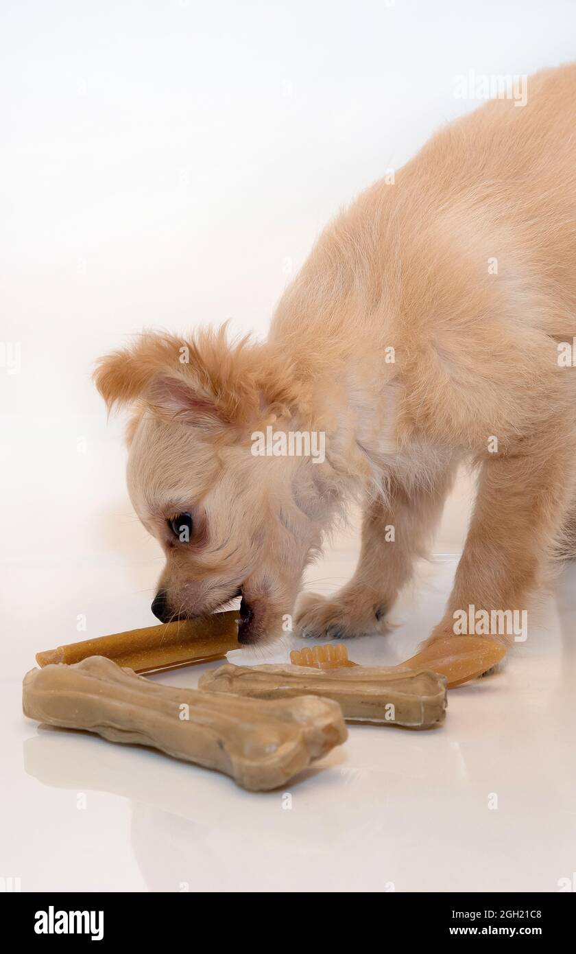 dental chew toys and chew toys for puppies Stock Photo