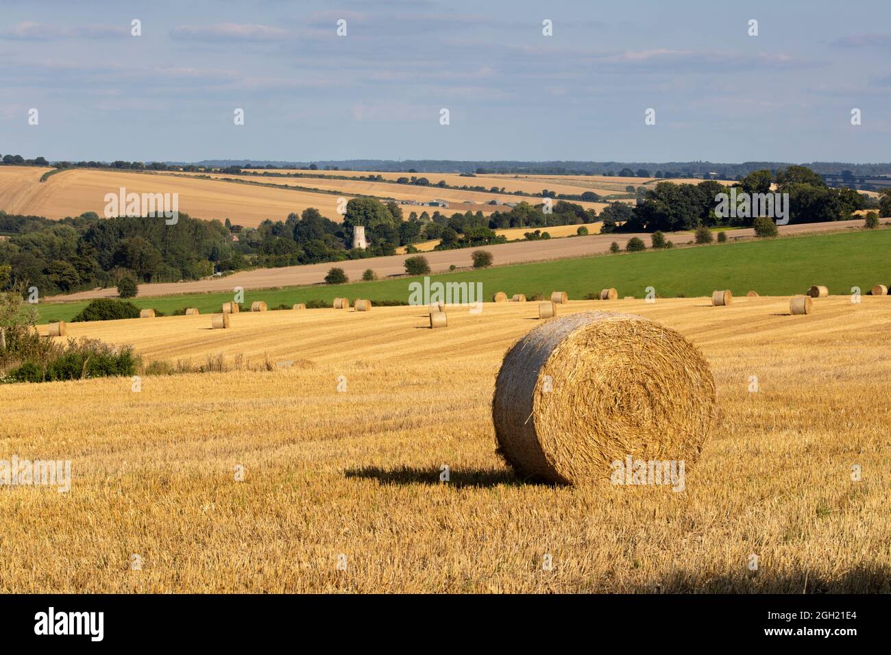 Round straw bales in wheatfield along the Lambourn Valley, Great Shefford, West Berkshire, England, United Kingdom, Europe Stock Photo