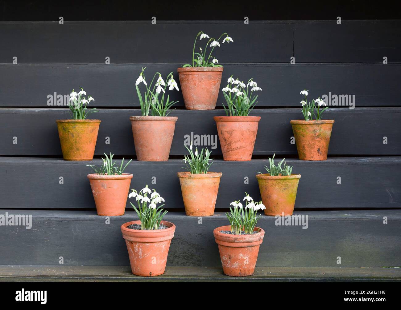 Snowdrops (galanthus) in an arrangement of terracotta flowerpots on a wooden display in a UK garden. Adding seasonal interest in winter with a garden Stock Photo