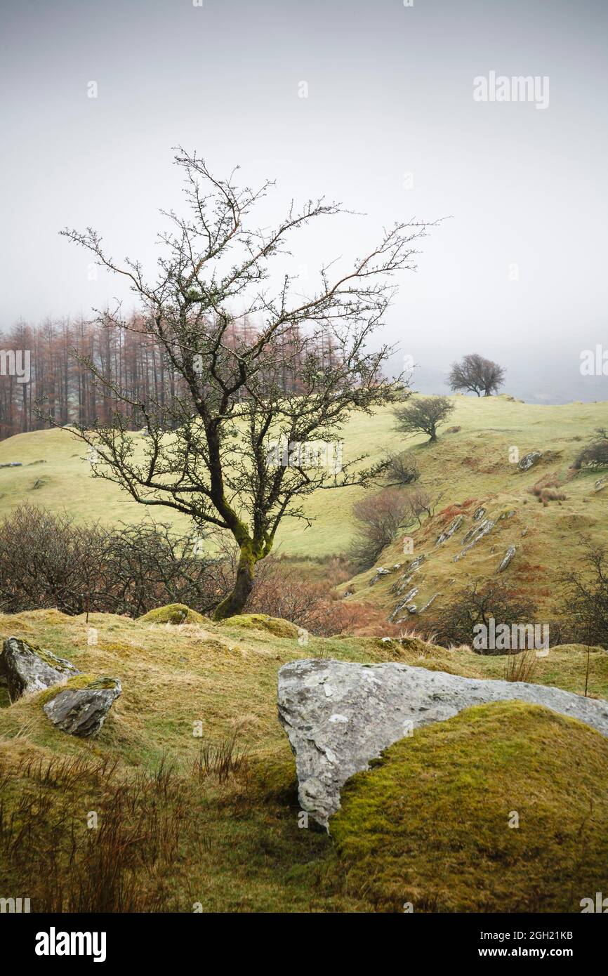 Solitary tree on a hill in Wales landscape. Gwydyr Forest Park, Snowdonia, Wales, UK Stock Photo