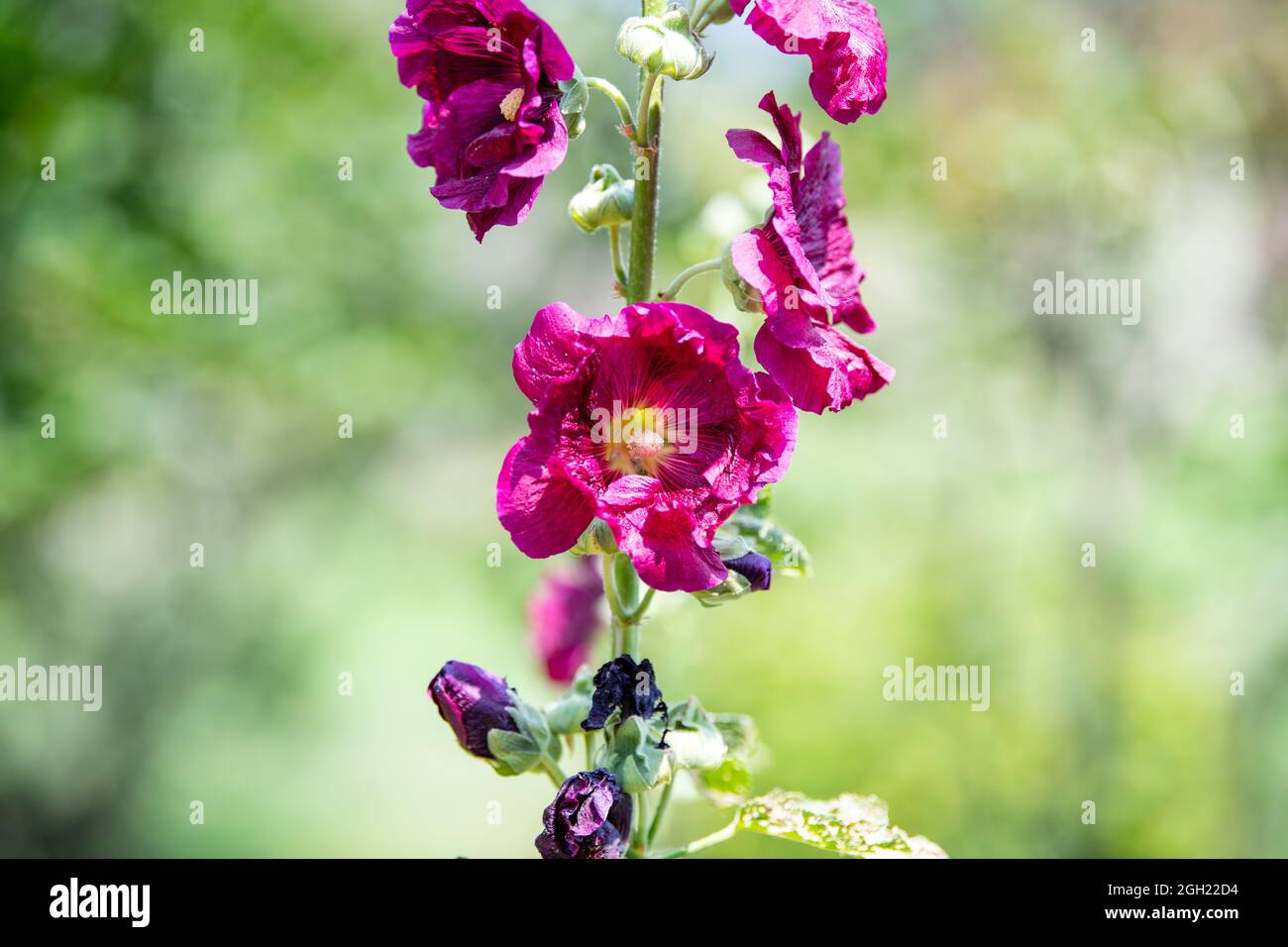 Hollyhock (Alcea) flower with green blurred background Stock Photo