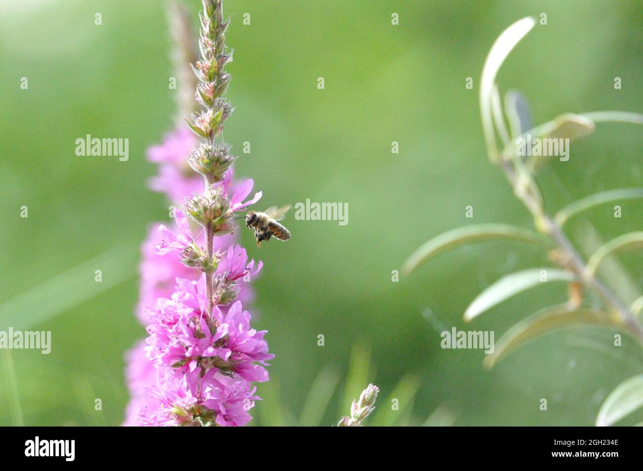Gewöhnlicher Blutweiderich (Lythrum salicaria) im Garten an einem