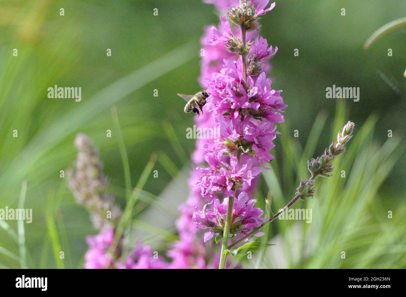 Gewöhnlicher Blutweiderich (Lythrum salicaria) im Garten an einem
