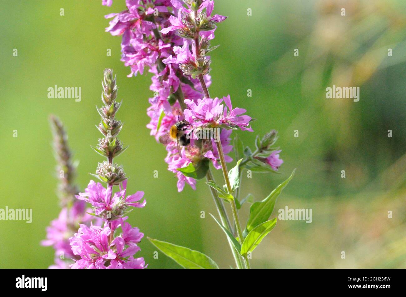 Gewöhnlicher Blutweiderich (Lythrum salicaria) im Garten an einem künstlichen Gartenteich lädt Insekten (hier Bienen) zum Naschen ein. - Purple looses Stock Photo