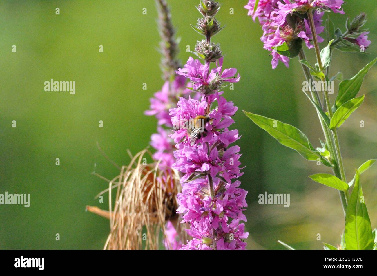 Gewöhnlicher Blutweiderich (Lythrum salicaria) im Garten an einem