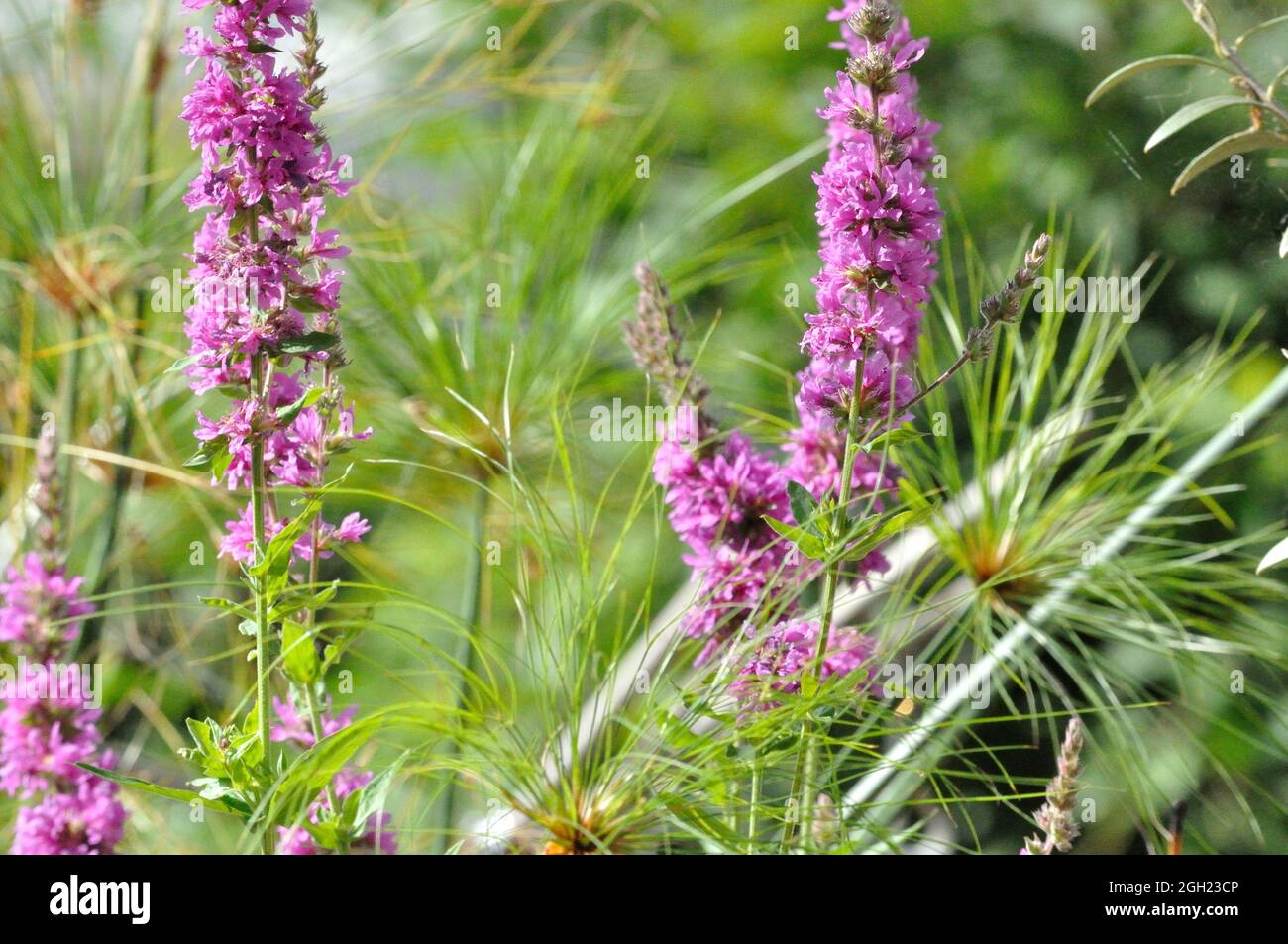 Gewöhnlicher Blutweiderich (Lythrum salicaria) im Garten an einem