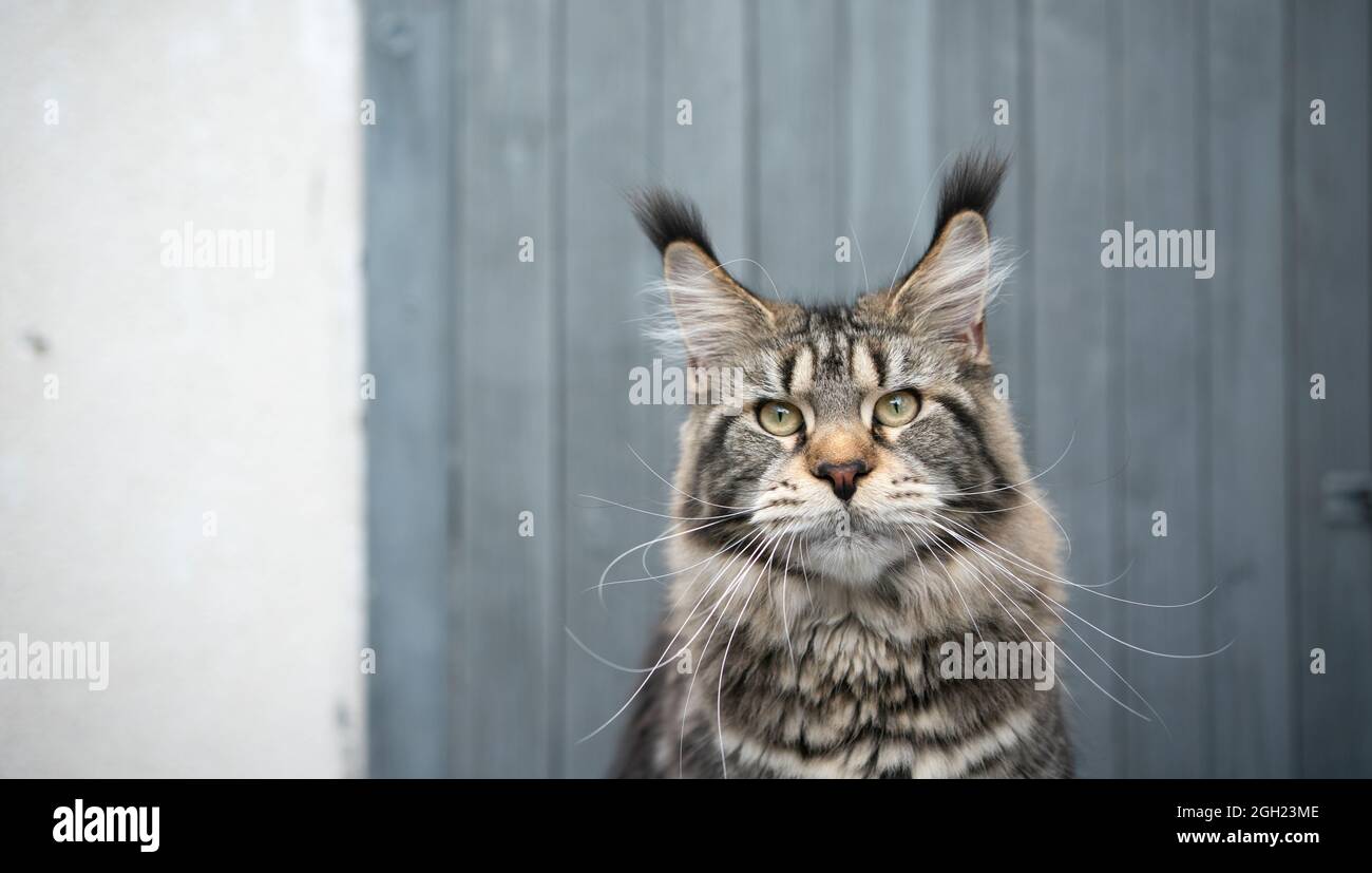 beautiful tabby maine coon cat with long ear tips and whiskers portrait
