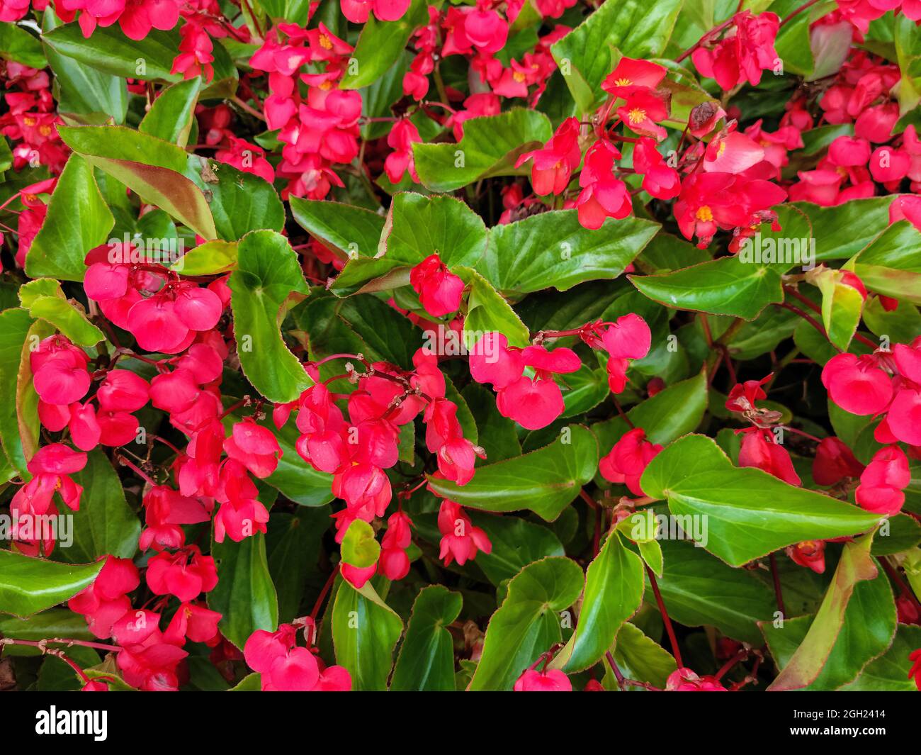 red begonia flowers on green plant in a garden Stock Photo