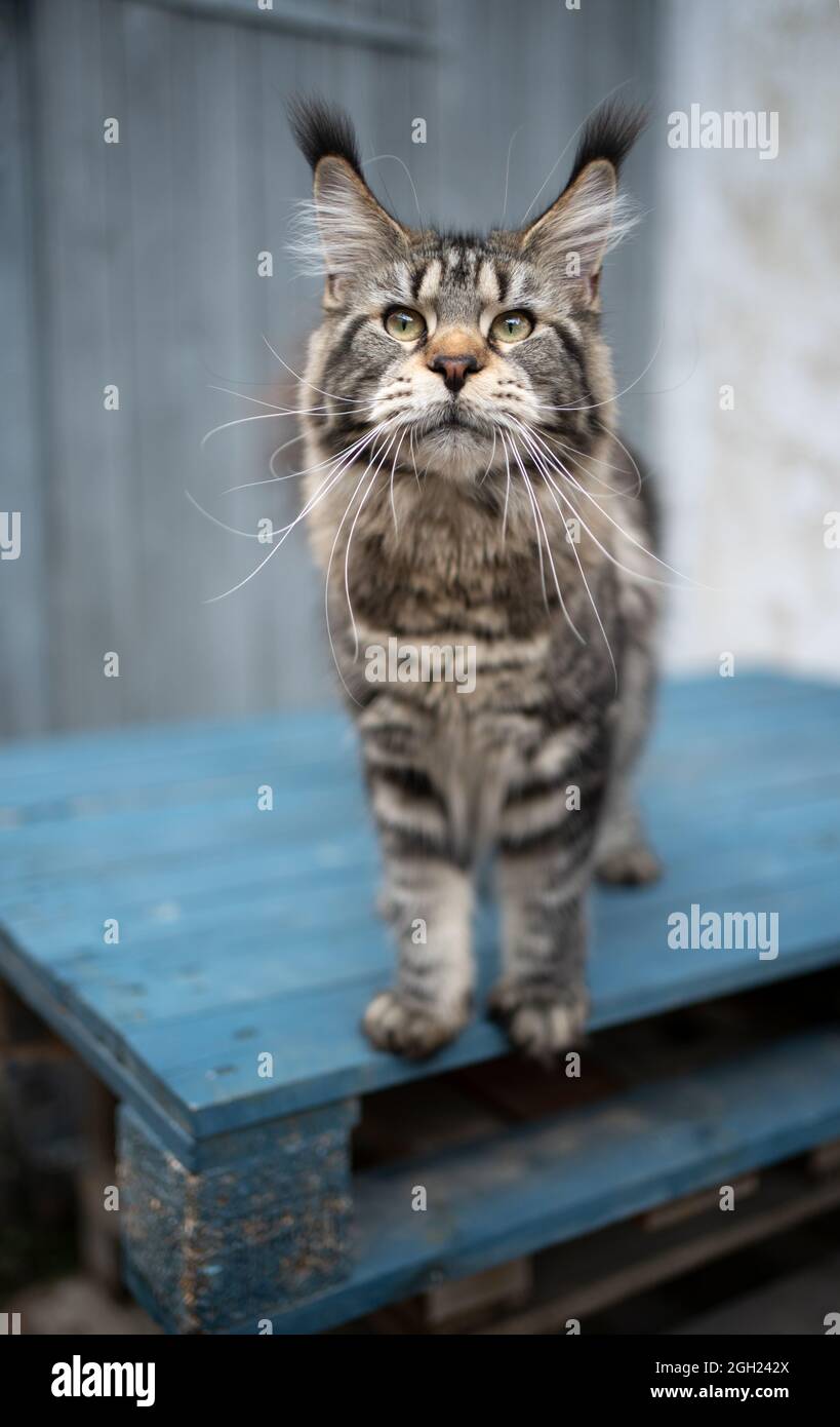beautiful tabby maine coon cat with long ear tips standing on wooden