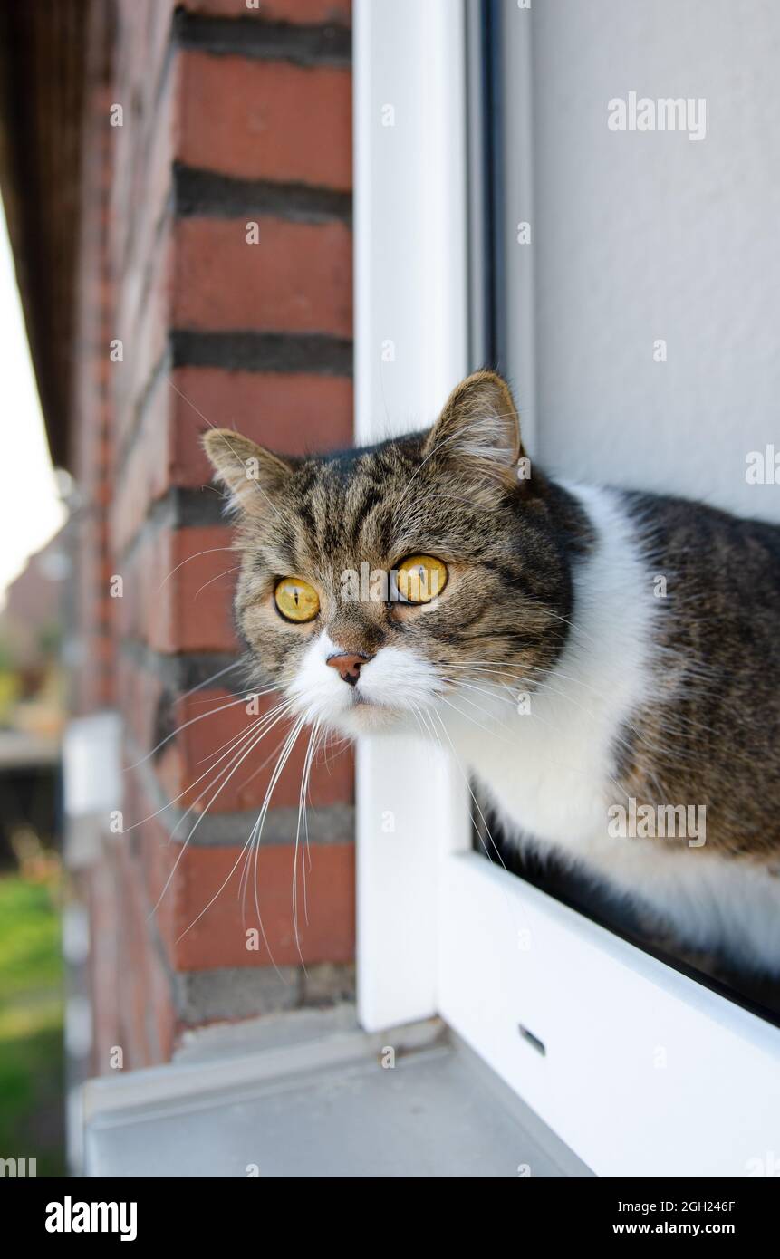 curious tabby white cat looking out of open window Stock Photo