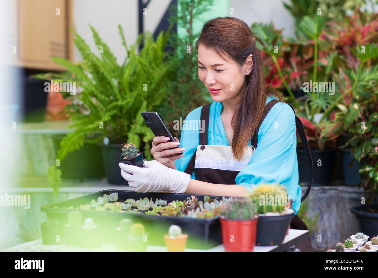 Beautiful Asian woman wears apron and using smartphone taking photos of small cactus in white pod with happy face. Concept of hobby and business owner Stock Photo