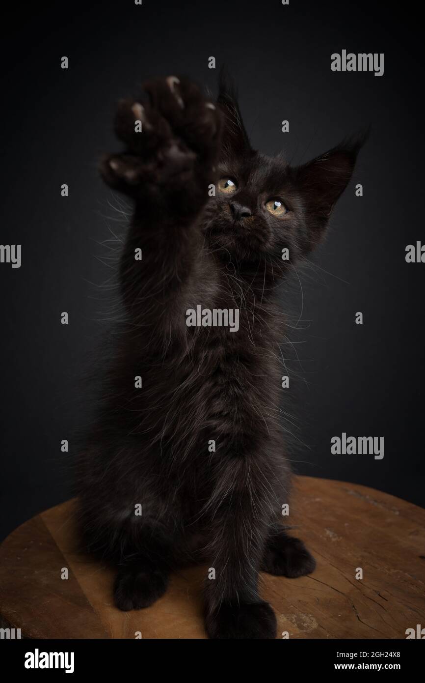 playful black maine coon kitten raising paw showing claws on black