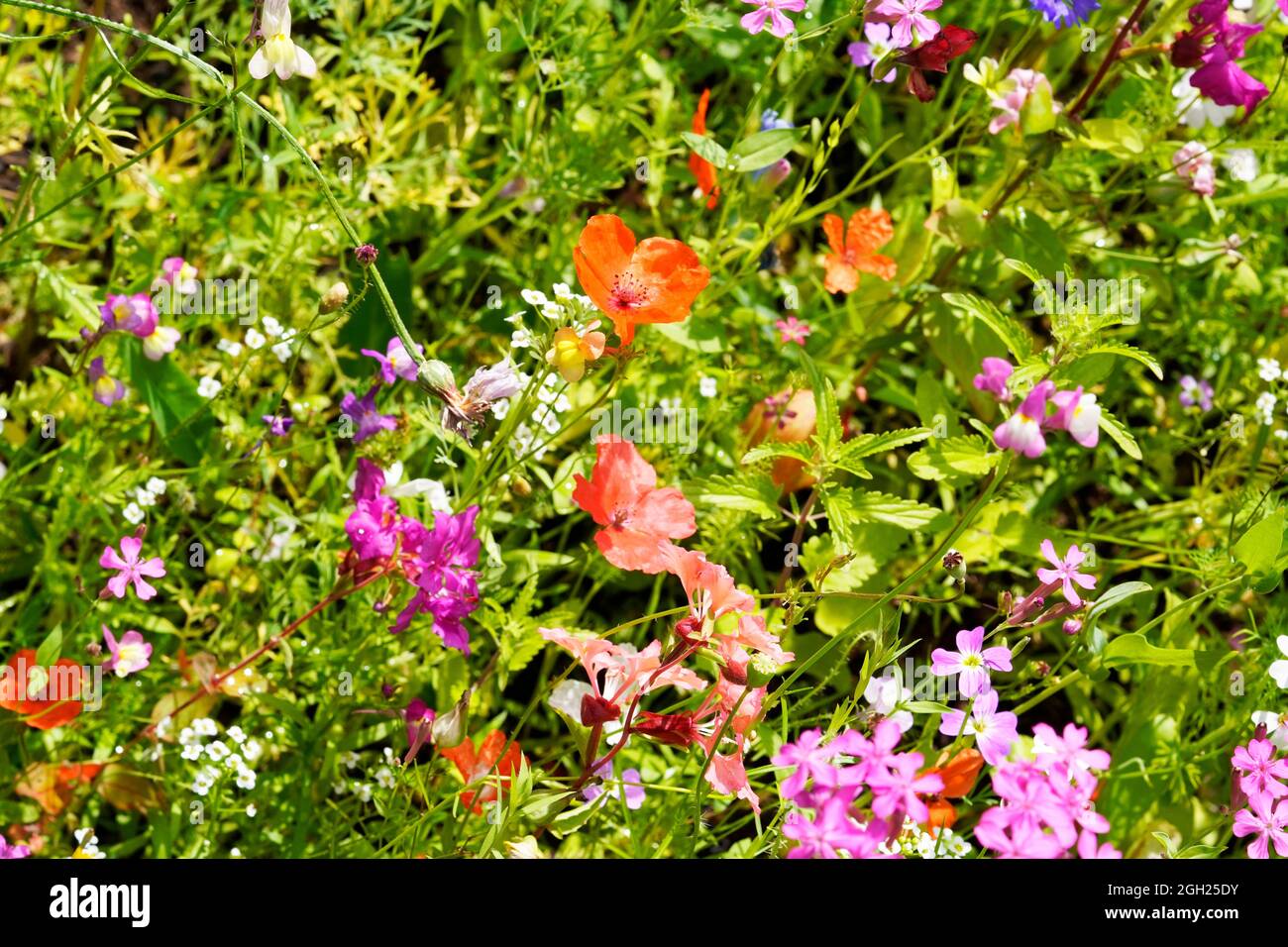 Beefriendly wildflower meadow with different types of blooming flowers