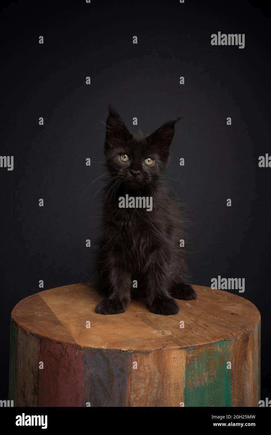 cute black maine coon kitten sitting on wood looking at camera portrait