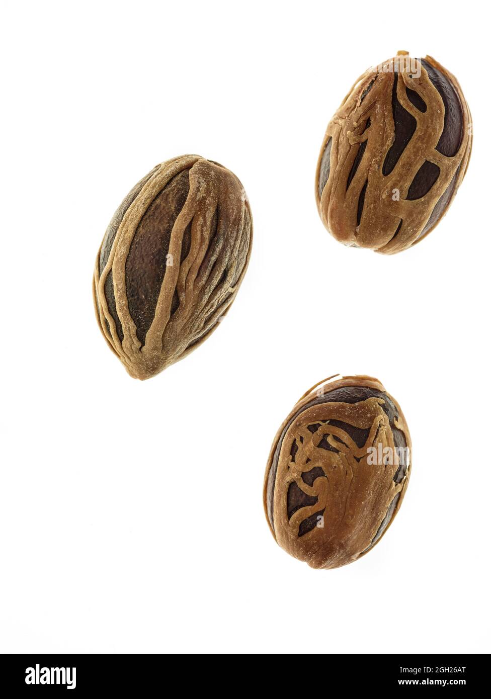 Nutmeg spice food ingredient stilllife against good white background