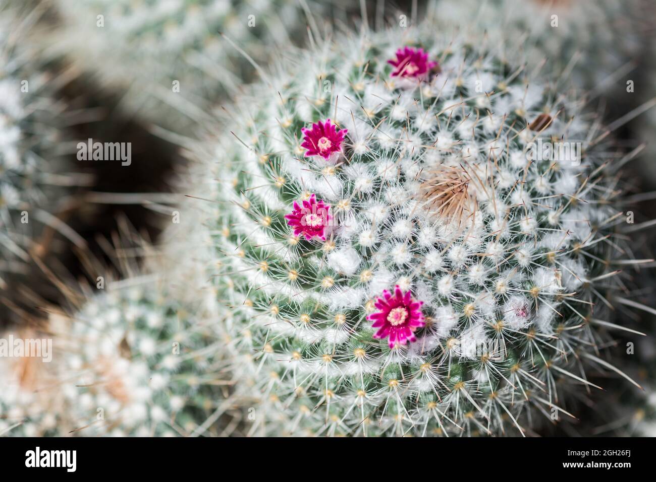 Close up, details of a “Twin - Spined Cactus” Mammillaria gemininispina Stock Photo