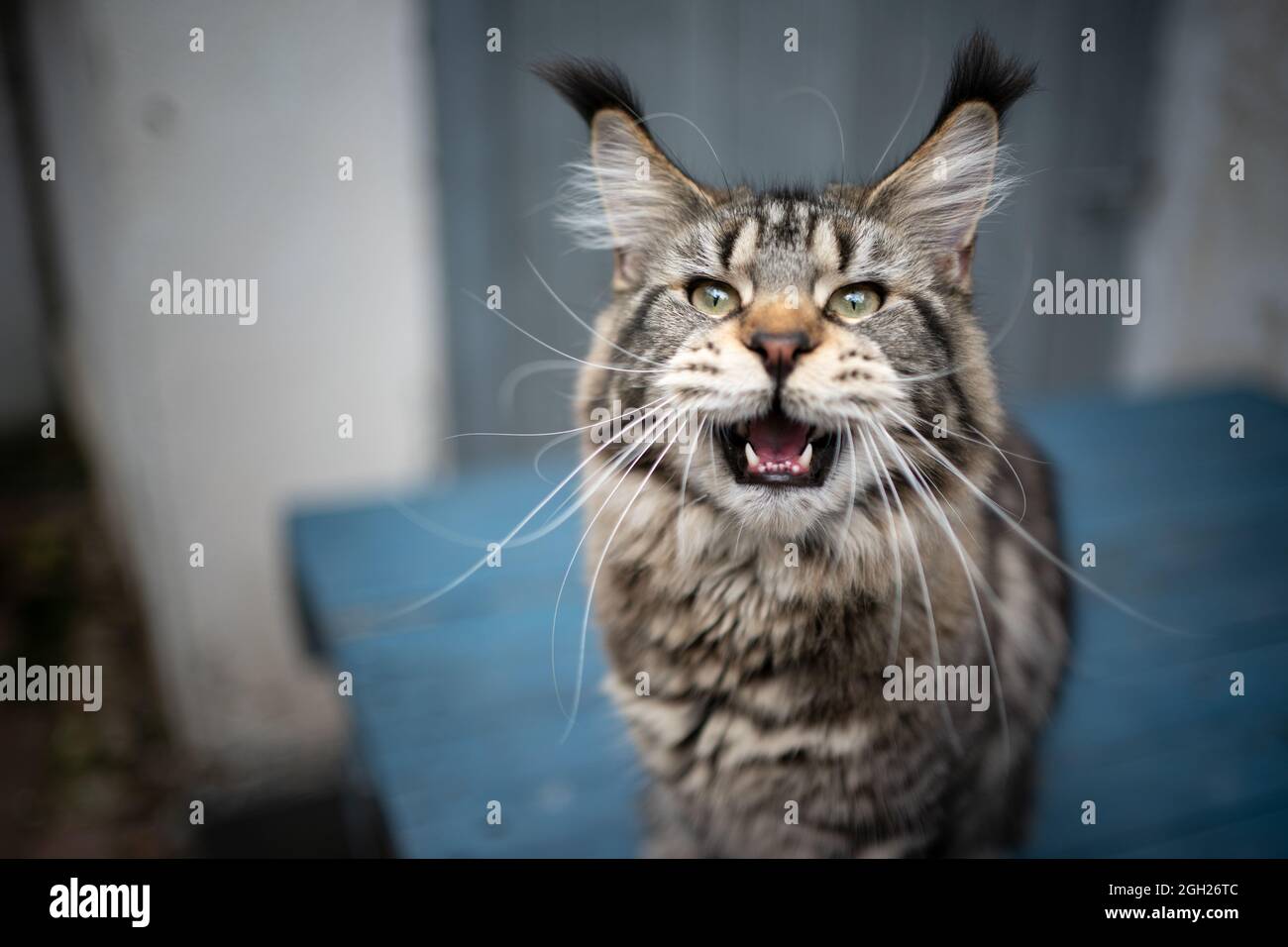 beautiful tabby maine coon cat with long ear tips and whiskers portrait