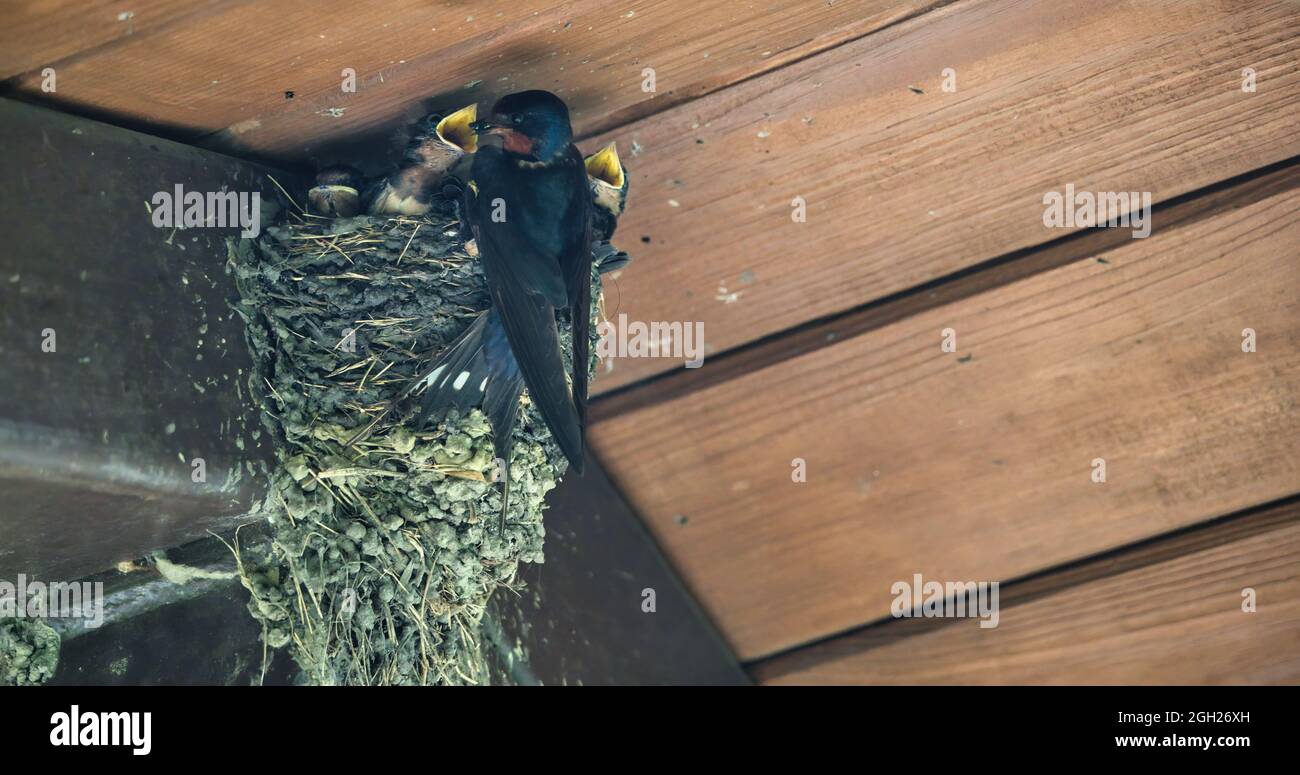 Barn Swallow Feeding Babies An adult barn swallow bird feeding two
