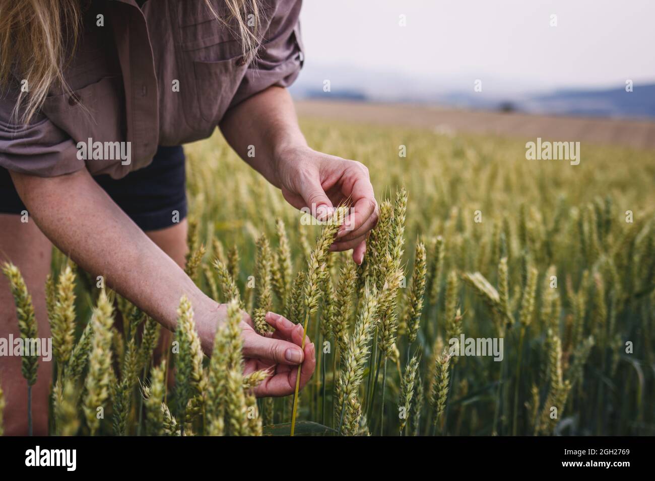 Farmer control quality of growth a wheat field. Woman agronomist inspecting cereal plant at her organic farm Stock Photo